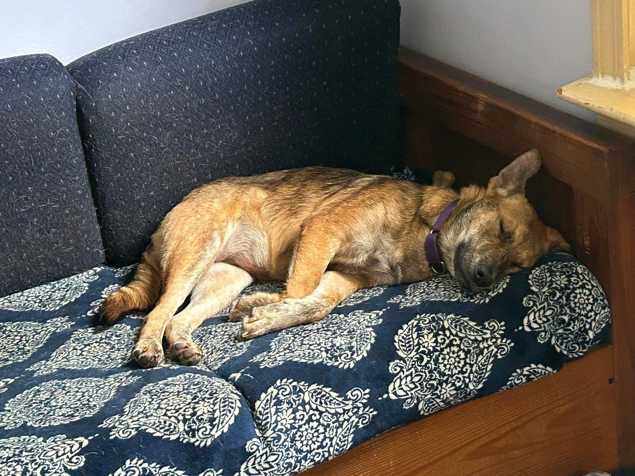 Angie, a ADOPTABLE mixed breed in Billerica, MA image 4/4