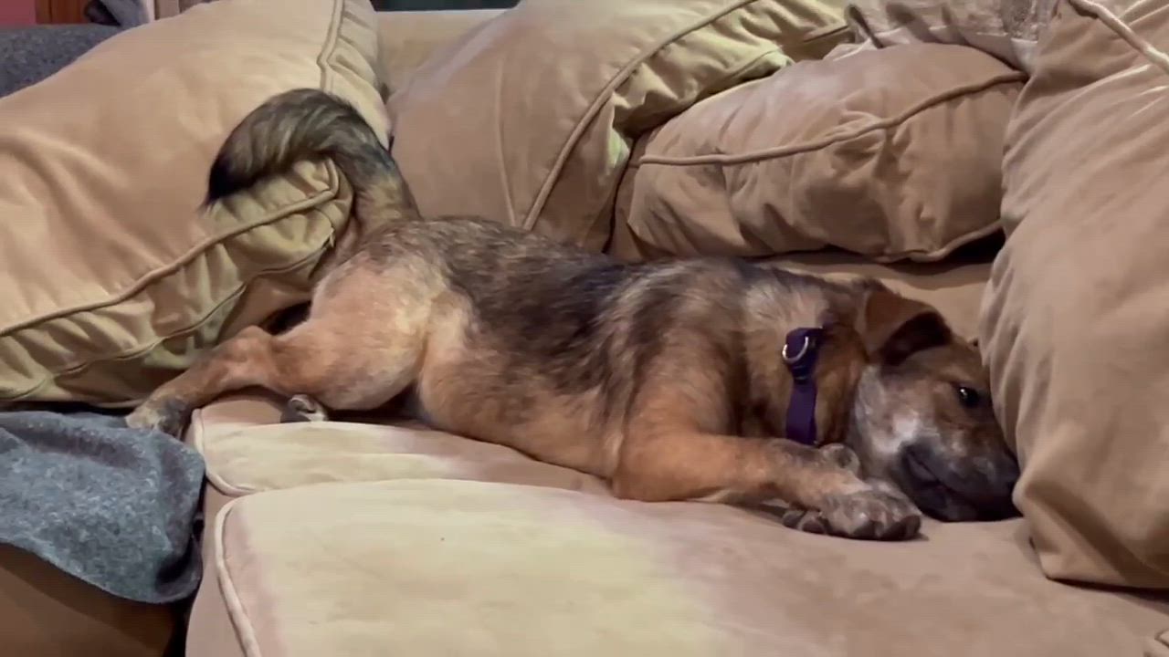 Enlarge Angie, a ADOPTABLE mixed breed in Billerica, MA video 3/4