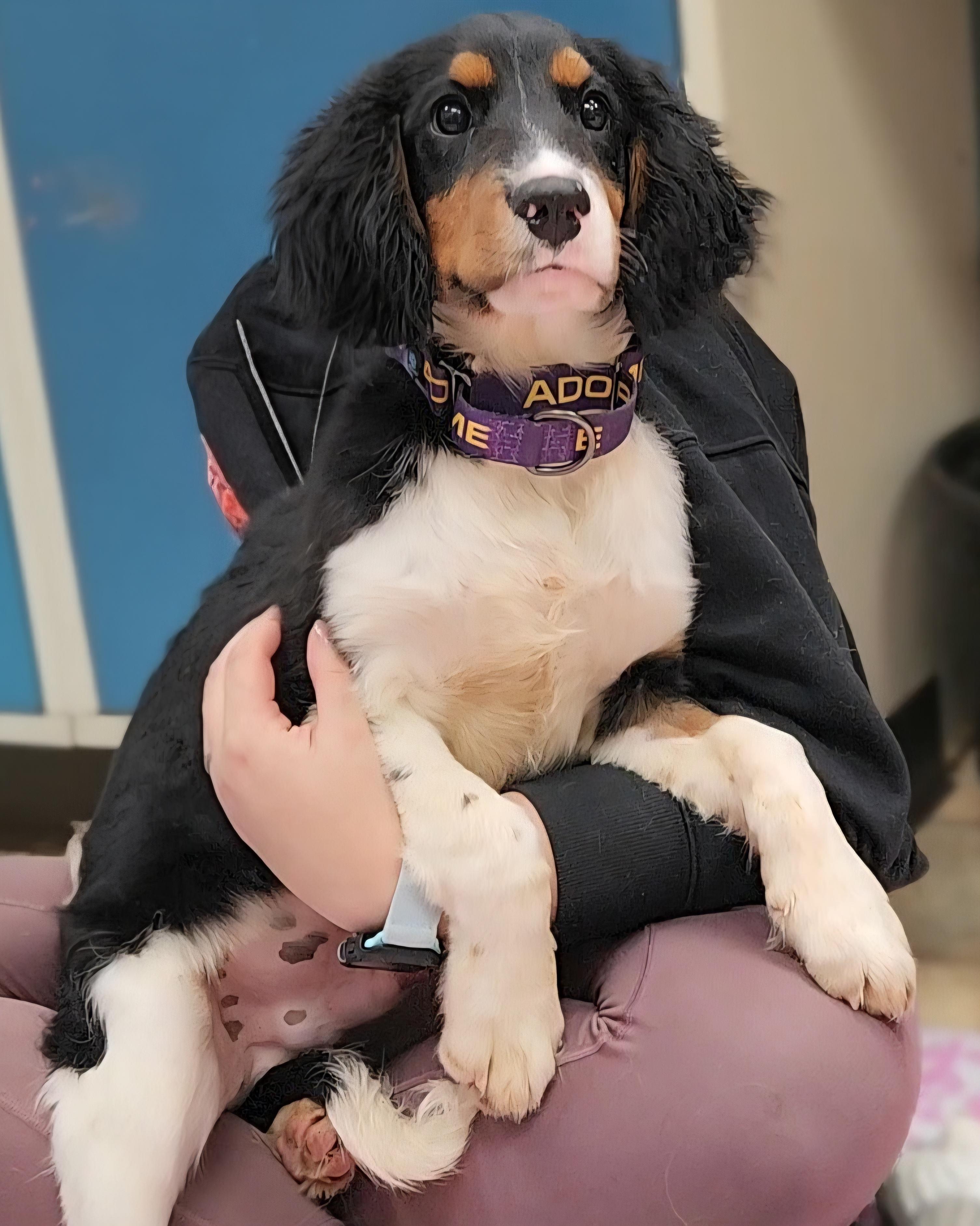 Maple, Adopted, Puppy Male Bernese Mountain Dog.