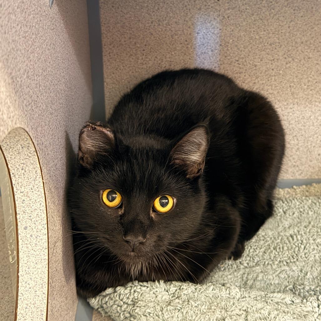 Rizzo, Adoptable, Young Male Domestic Short Hair.