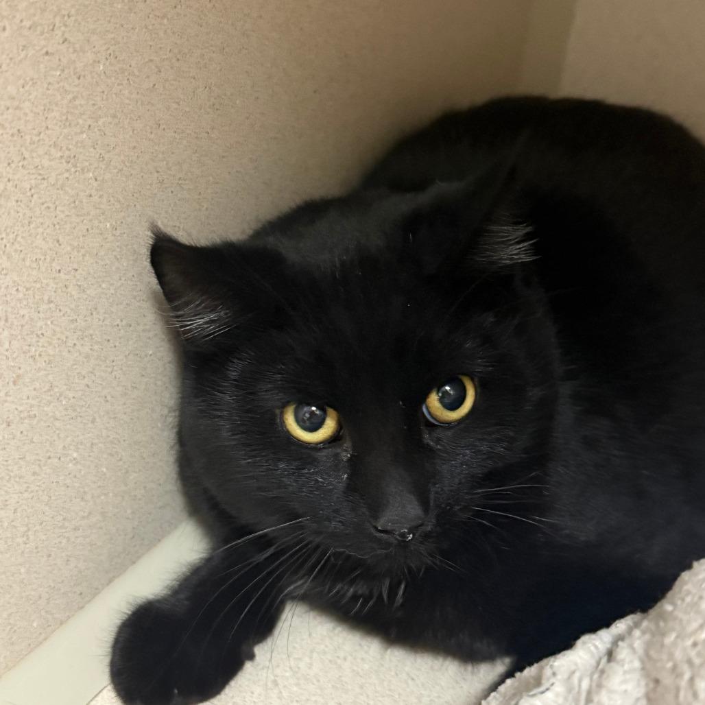 Enlarge Rizzo, a Adoptable Domestic Short Hair in Pagosa Springs, CO image 2/2