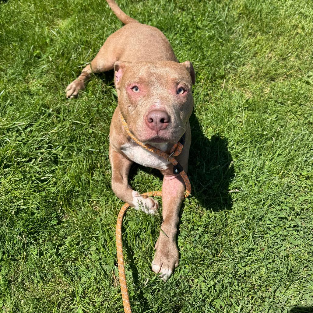 Charlie 17D25, Adoptable, Adult Male Pit Bull Terrier.