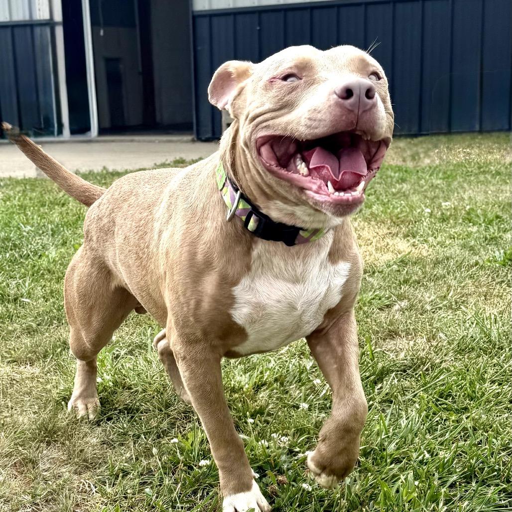 Enlarge Charlie 17D25, a Adoptable Pit Bull Terrier in Napoleon, OH image 3/6