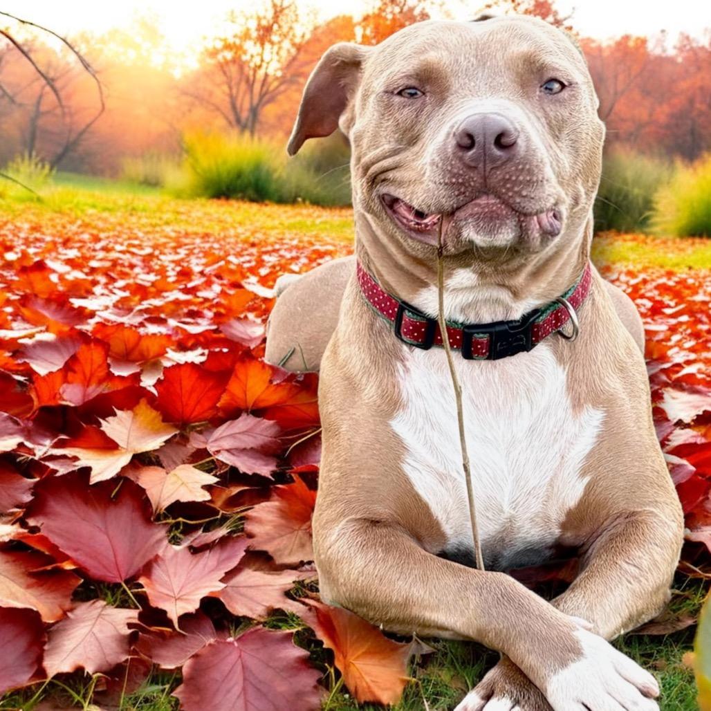 Enlarge Charlie 17D25, a Adoptable Pit Bull Terrier in Napoleon, OH image 5/6