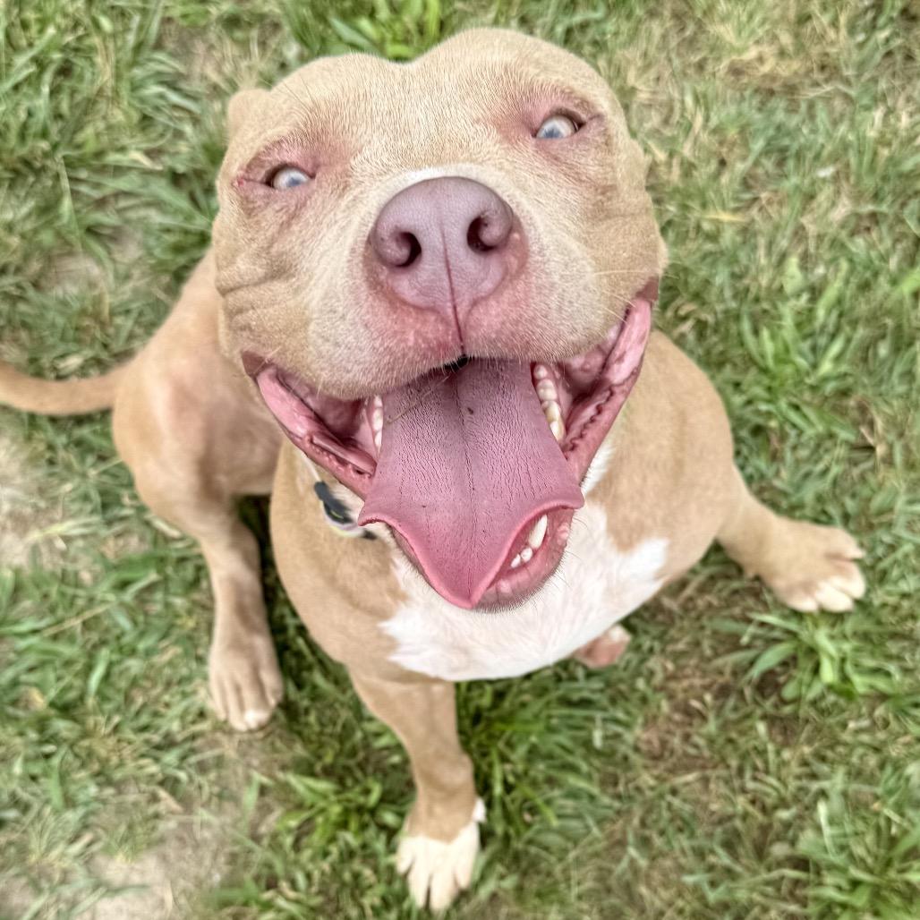 Enlarge Charlie 17D25, a Adoptable Pit Bull Terrier in Napoleon, OH image 6/6