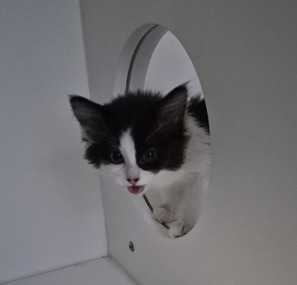 Mia, Adoptable, Kitten Female Domestic Medium Hair.