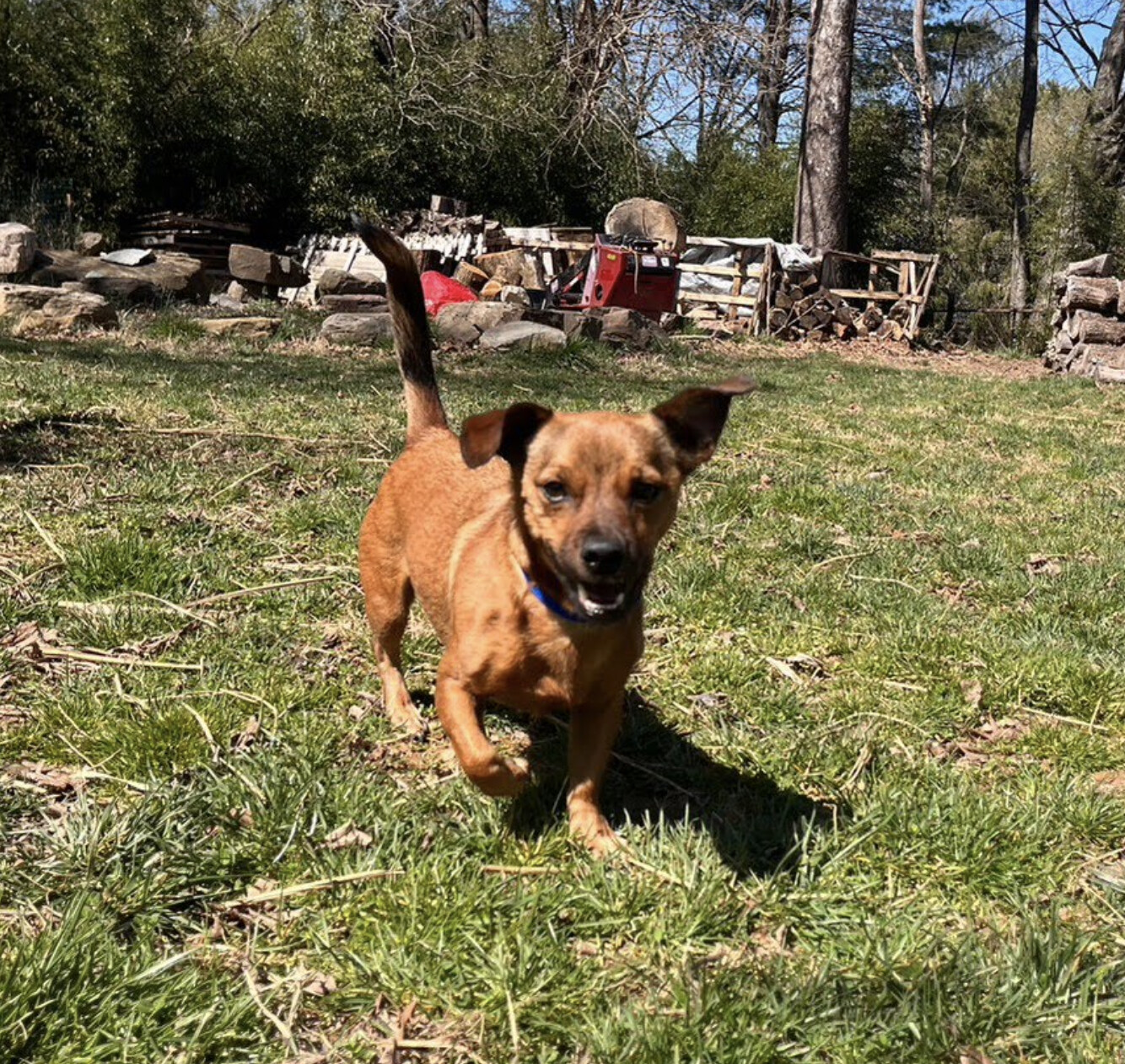 Lucas , Adopted, Adult Male Dachshund.