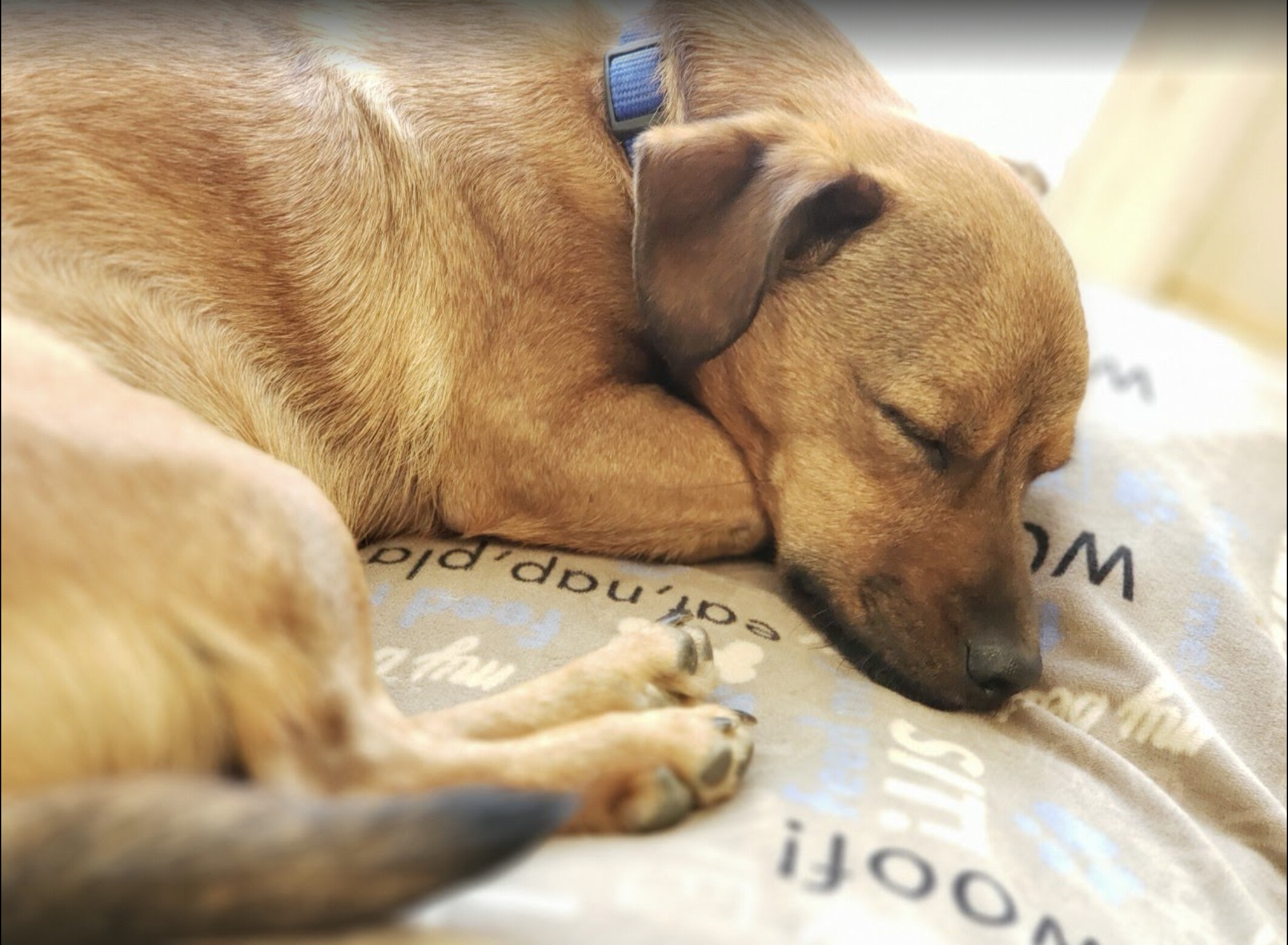 Lucas , a Adopted mixed breed in Potomac, MD image 2/6