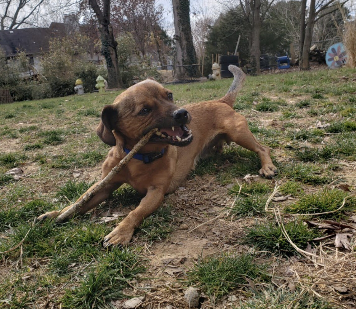 Lucas , a Adopted mixed breed in Potomac, MD image 3/6
