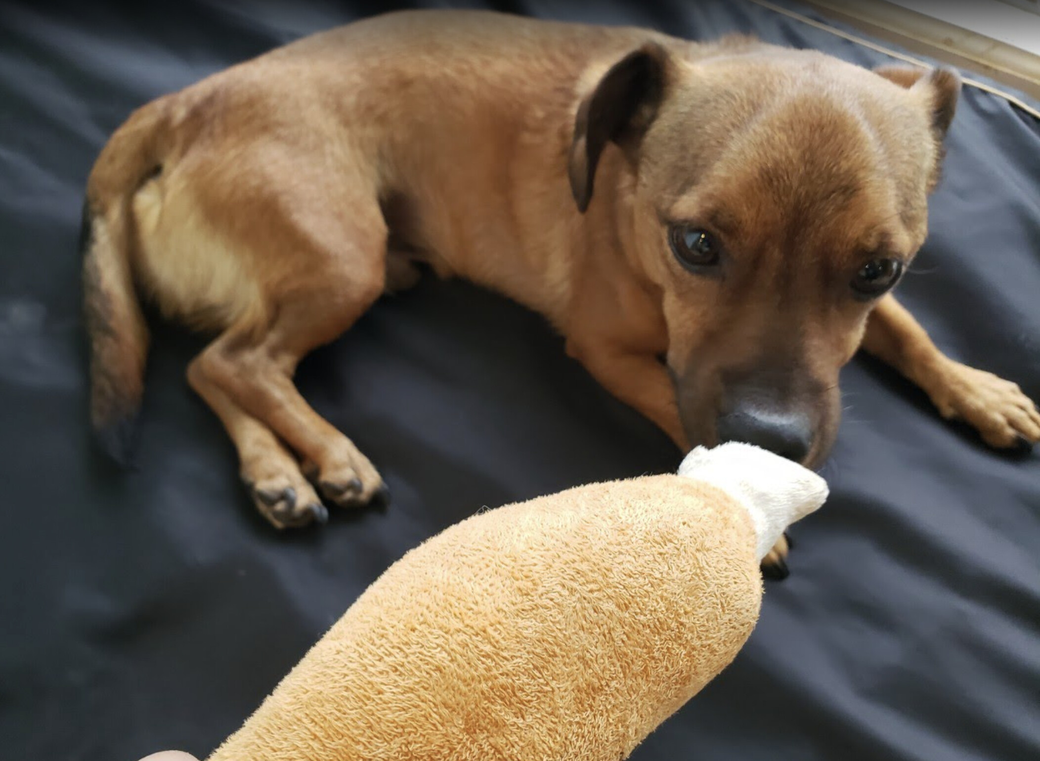 Lucas , a Adopted mixed breed in Potomac, MD image 5/6