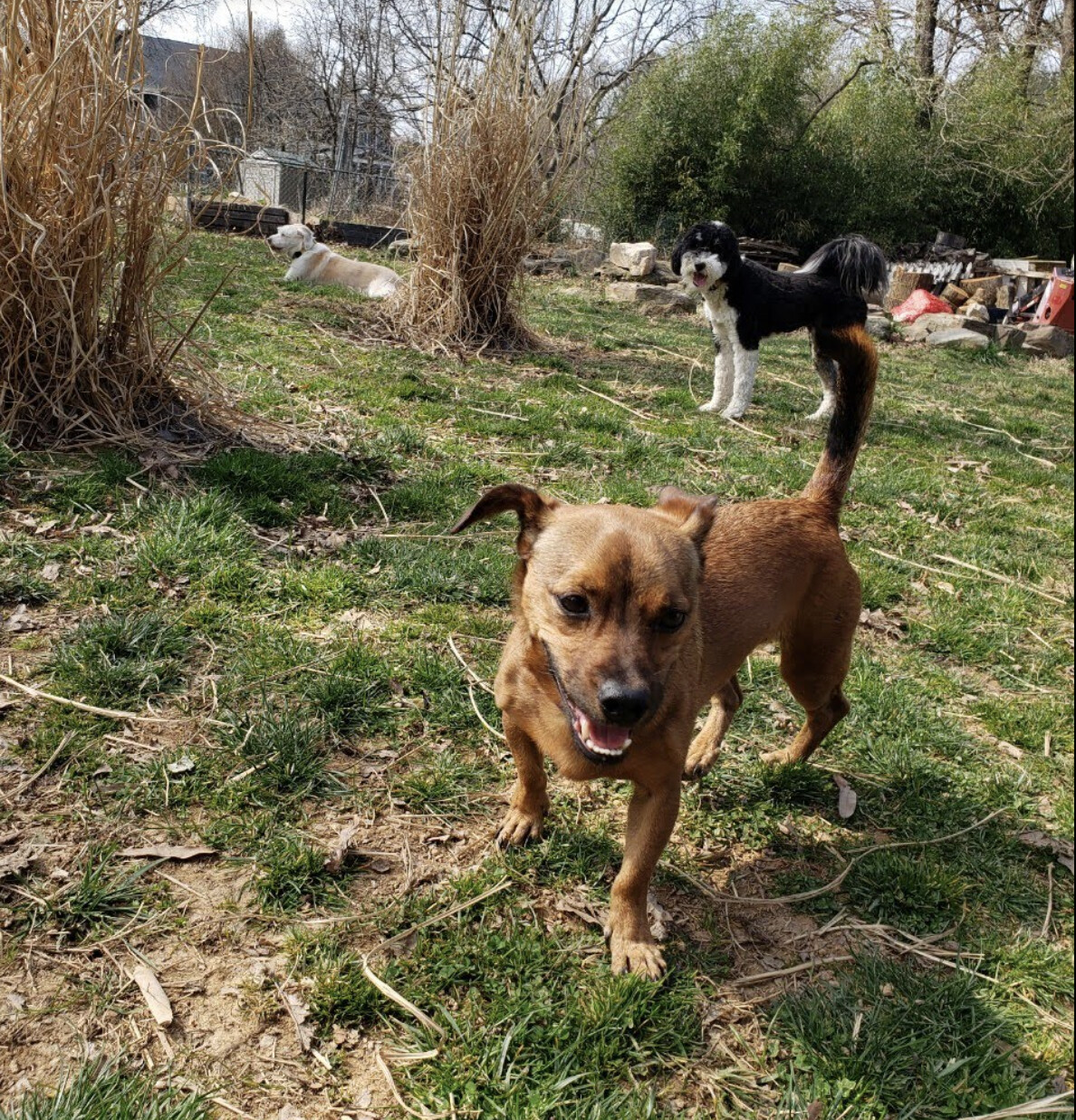 Lucas , a Adopted mixed breed in Potomac, MD image 6/6