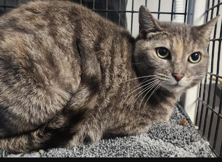 Enlarge Pootie pie, a Adoptable Domestic Short Hair in Rochester, NY image 1/1