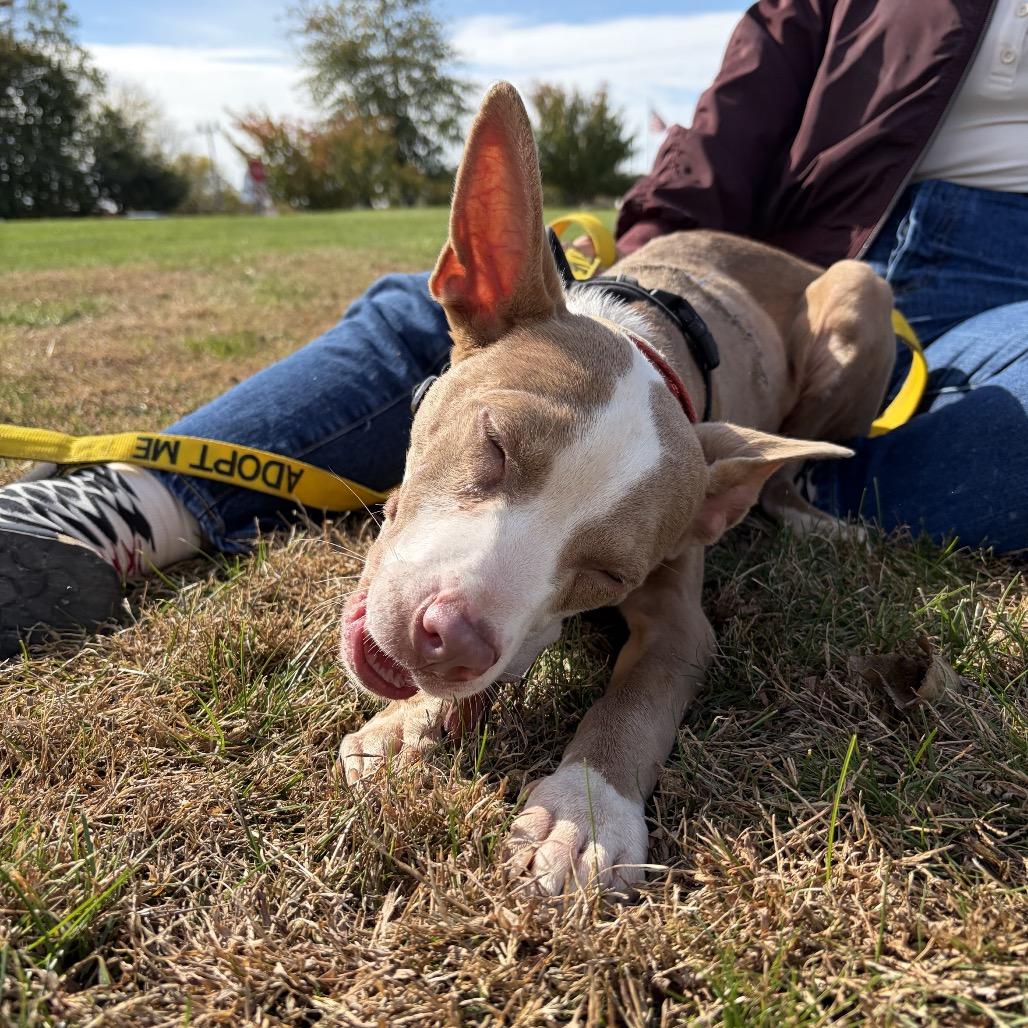 Yocum, Adoptable, Young Male Terrier & Whippet.