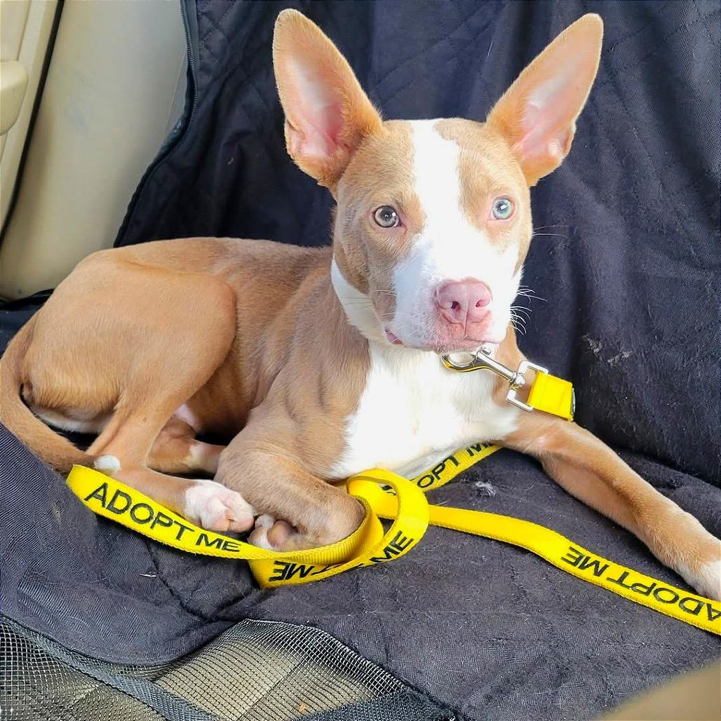 Enlarge Yocum, a Adoptable mixed breed in West Chester, PA image 2/6