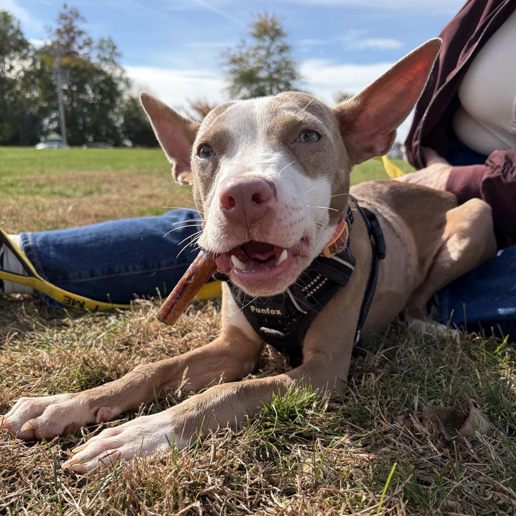 Enlarge Yocum, a Adoptable mixed breed in West Chester, PA image 3/6