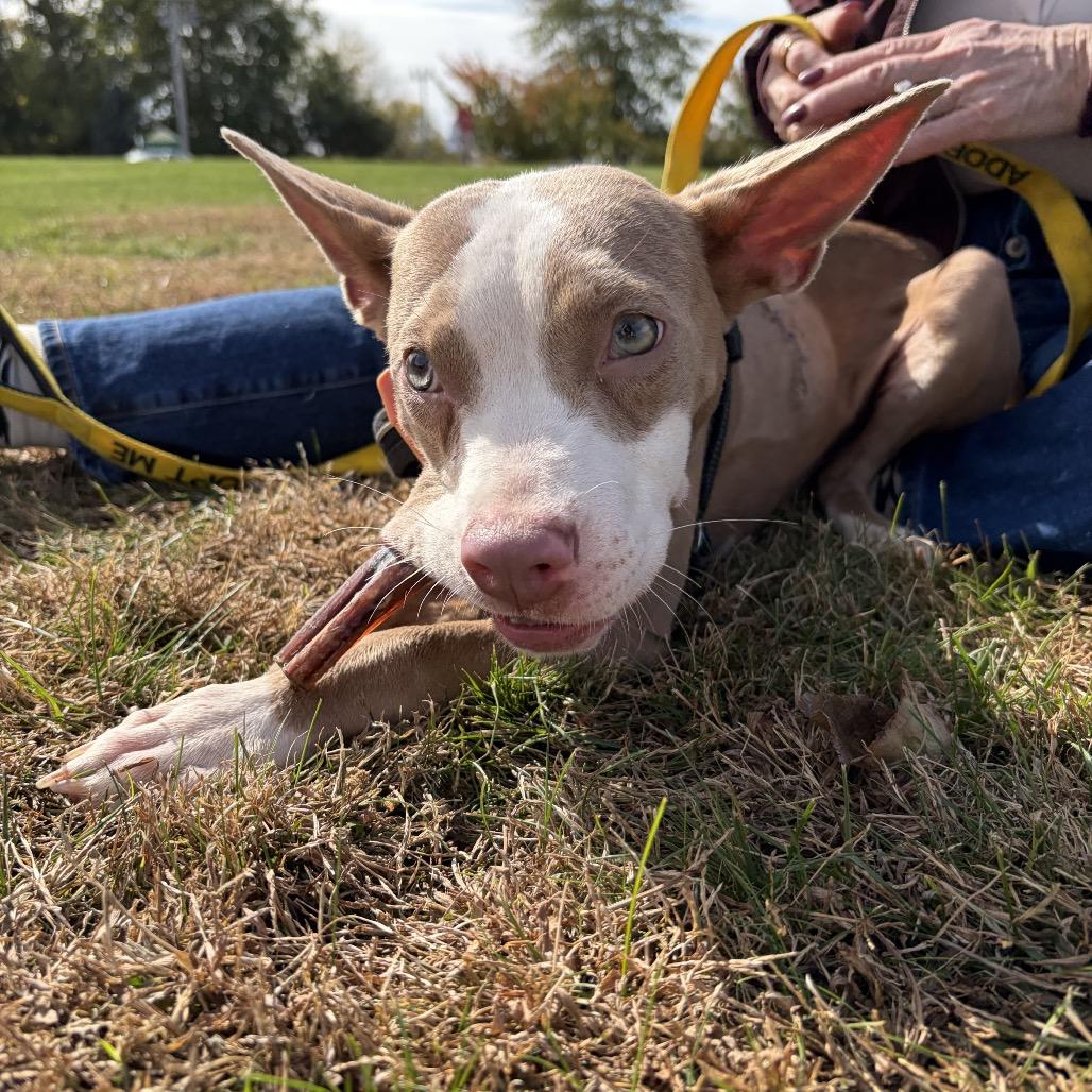 Enlarge Yocum, a Adoptable mixed breed in West Chester, PA image 4/6