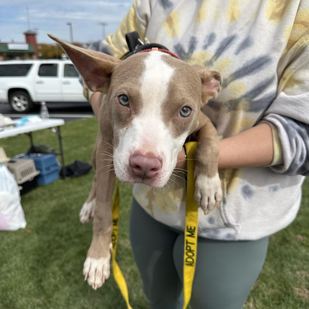 Enlarge Yocum, a Adoptable mixed breed in West Chester, PA image 5/6