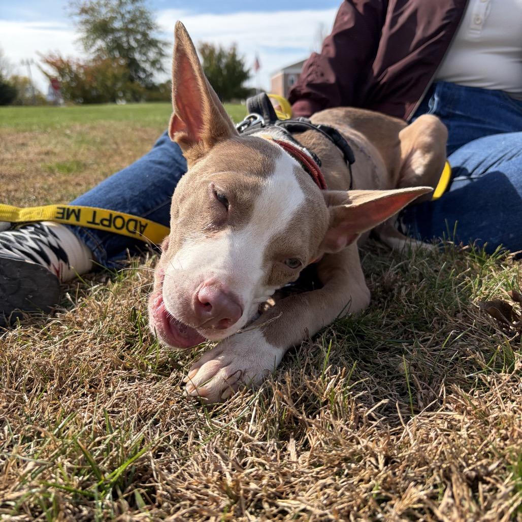 Enlarge Yocum, a Adoptable mixed breed in West Chester, PA image 6/6