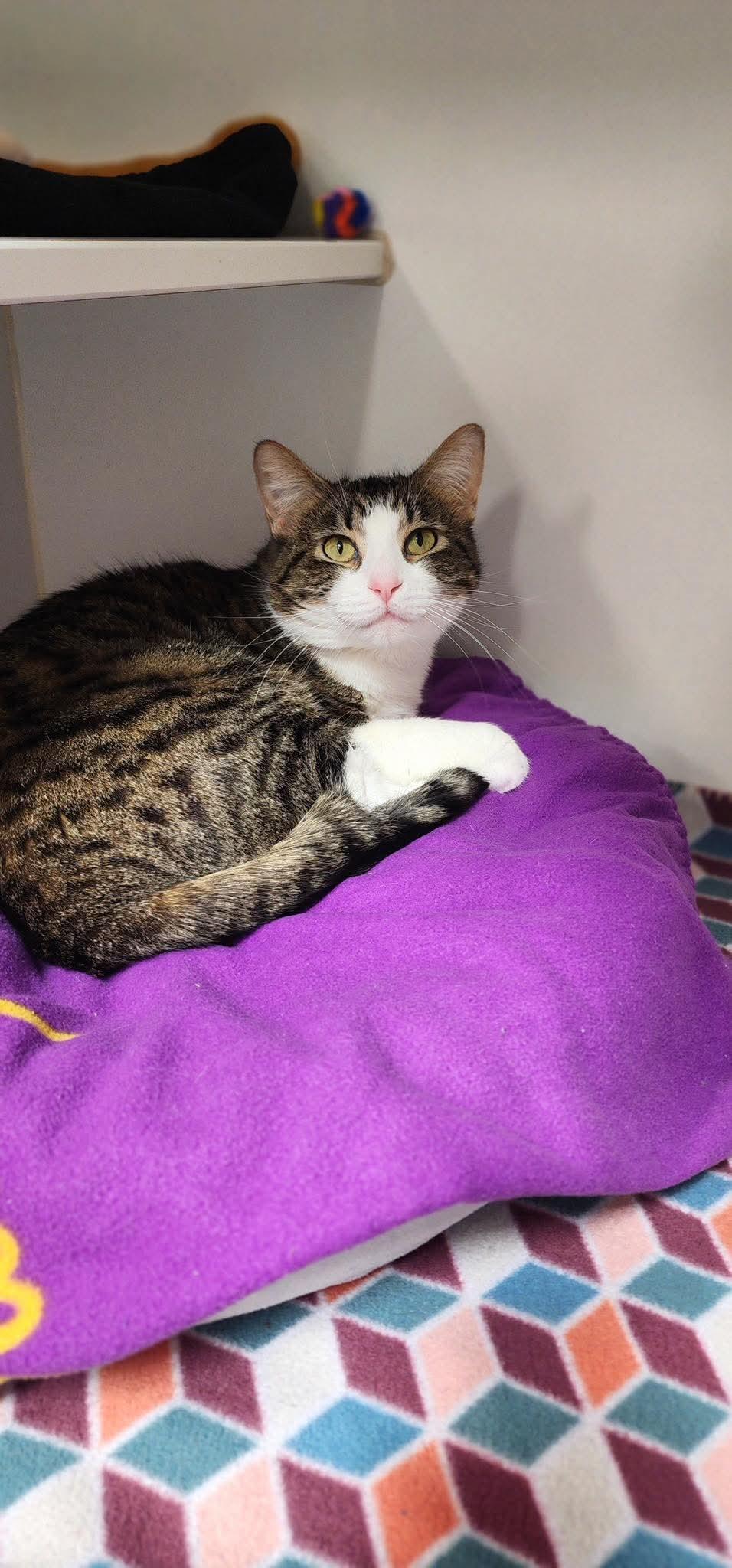 Luna, an adoptable Domestic Short Hair in Hazleton, IA image 2/2