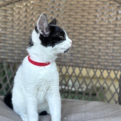 Batgirl, a Adoptable Domestic Medium Hair in Long Beach, CA image 1/6