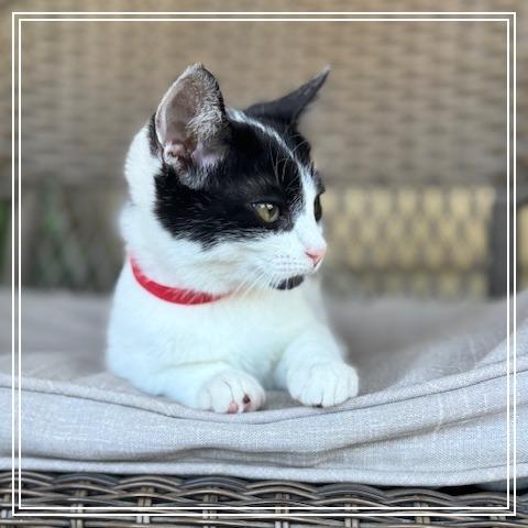 Batgirl, a Adoptable Domestic Medium Hair in Long Beach, CA image 2/6