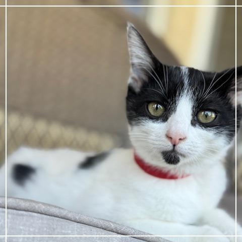 Batgirl, a Adoptable Domestic Medium Hair in Long Beach, CA image 6/6