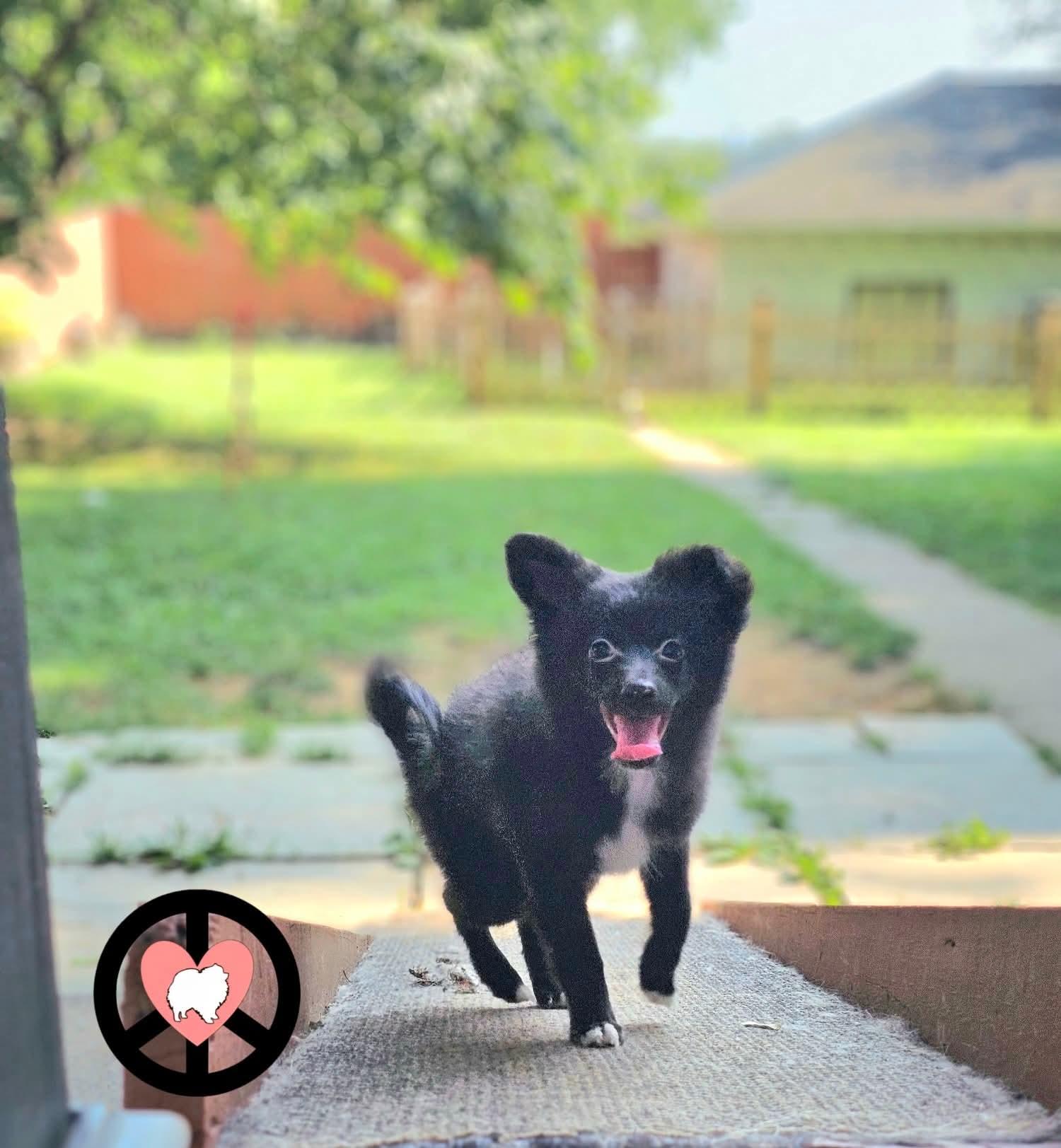 Kiwi, Adoptable, Young Female Pomeranian & Shetland Sheepdog / Sheltie.