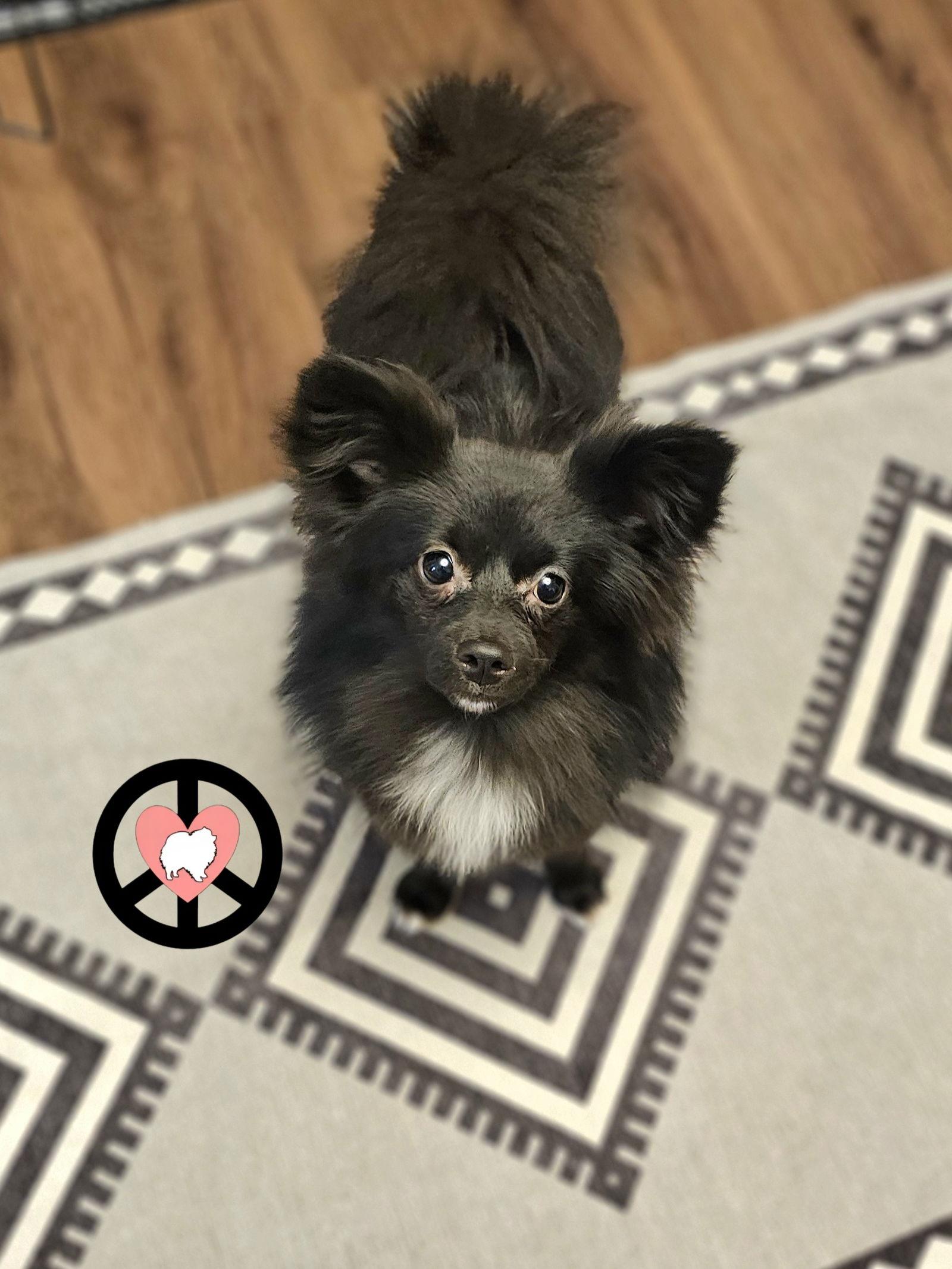 Kiwi, Adoptable, Young Female Pomeranian & Shetland Sheepdog / Sheltie.