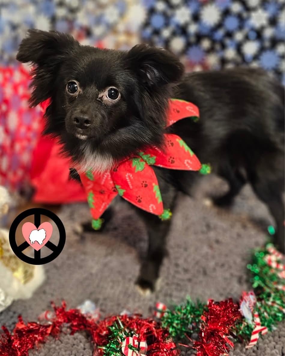 Enlarge Kiwi, a Adoptable mixed breed in Lebanon, PA image 3/3