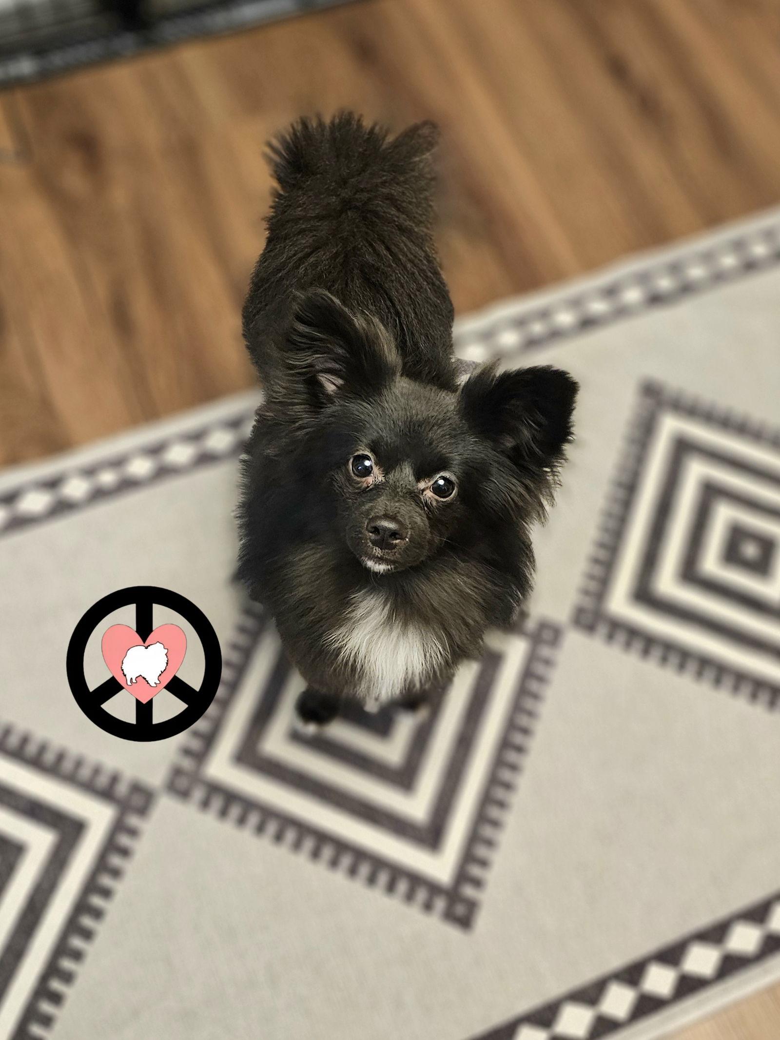 Kiwi, a Adoptable mixed breed in Lebanon, PA image 2/3