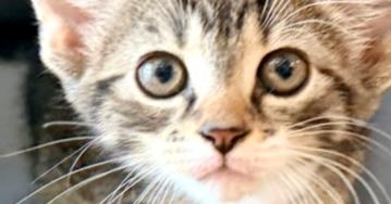 Lola, Adoptable, Kitten Female Domestic Short Hair & Tabby.