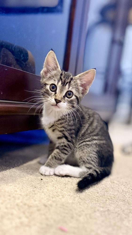 Enlarge Lola, a Adoptable mixed breed in Henrico, VA image 2/5