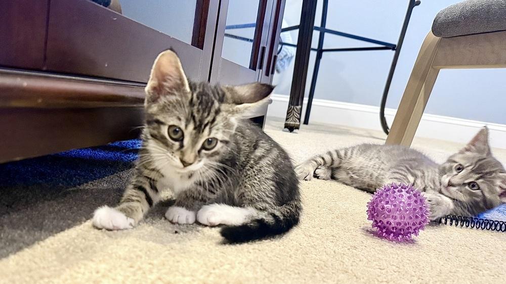 Enlarge Lola, a Adoptable mixed breed in Henrico, VA image 3/5