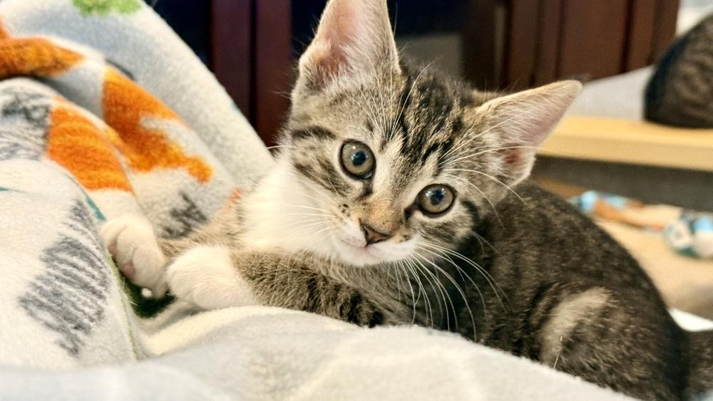 Enlarge Lola, a Adoptable mixed breed in Henrico, VA image 5/5