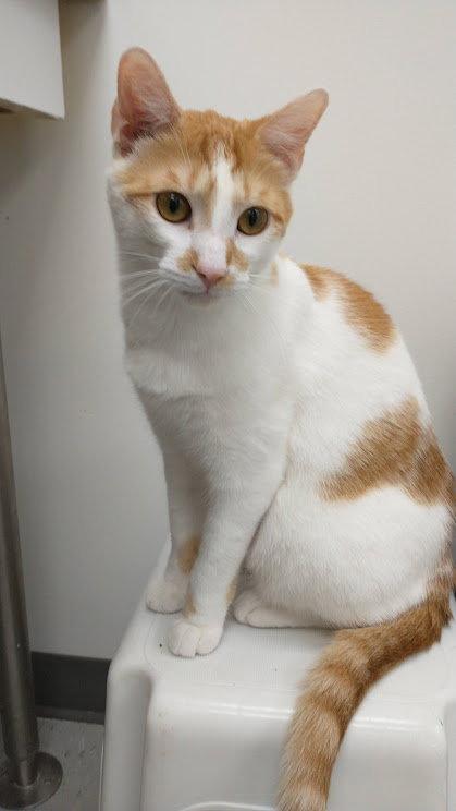 Theo (+ Russell), Adoptable, Adult Male Domestic Short Hair.