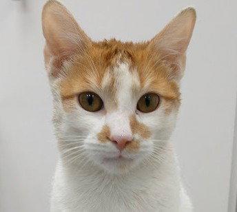 Enlarge Theo (+ Russell), a Adoptable Domestic Short Hair in Richmond Hill, ON image 2/3