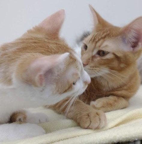 Enlarge Theo (+ Russell), a Adoptable Domestic Short Hair in Richmond Hill, ON image 3/3