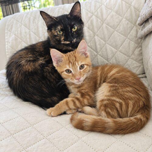 Rizzo, Adoptable, Young Female Domestic Short Hair.