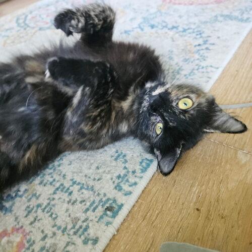 Enlarge Rizzo, a Adoptable Domestic Short Hair in Tampa, FL image 3/3