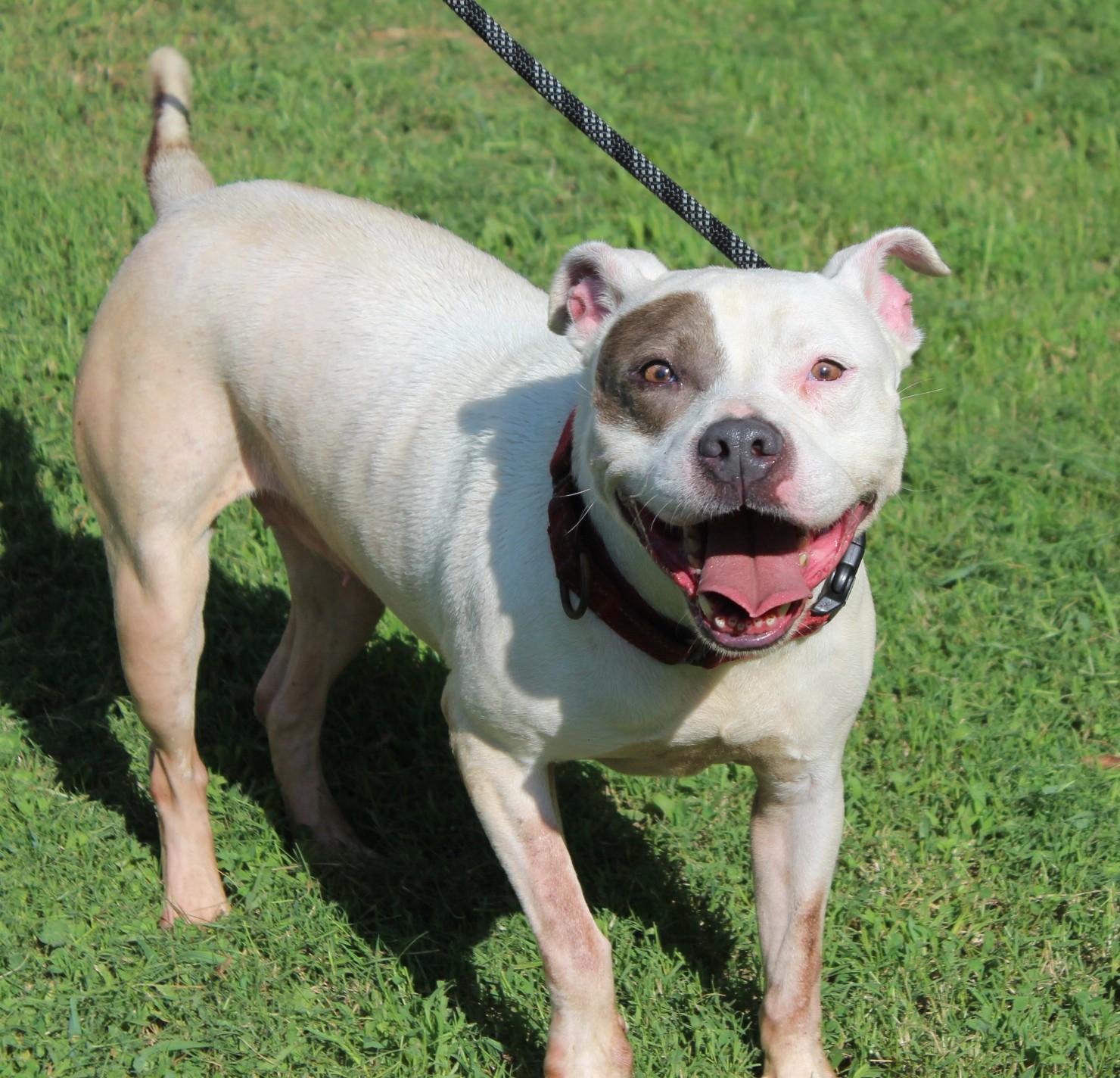 BELLA, ADOPTABLE, Adult Female Pit Bull Terrier.
