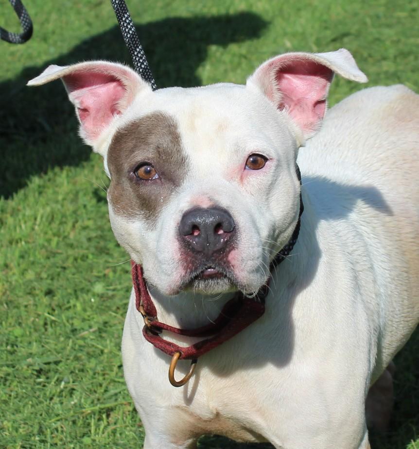Enlarge BELLA, a ADOPTABLE Pit Bull Terrier in Claremore, OK image 2/2
