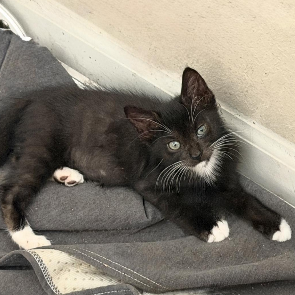 Bugs, Adoptable, Kitten Male Domestic Short Hair.