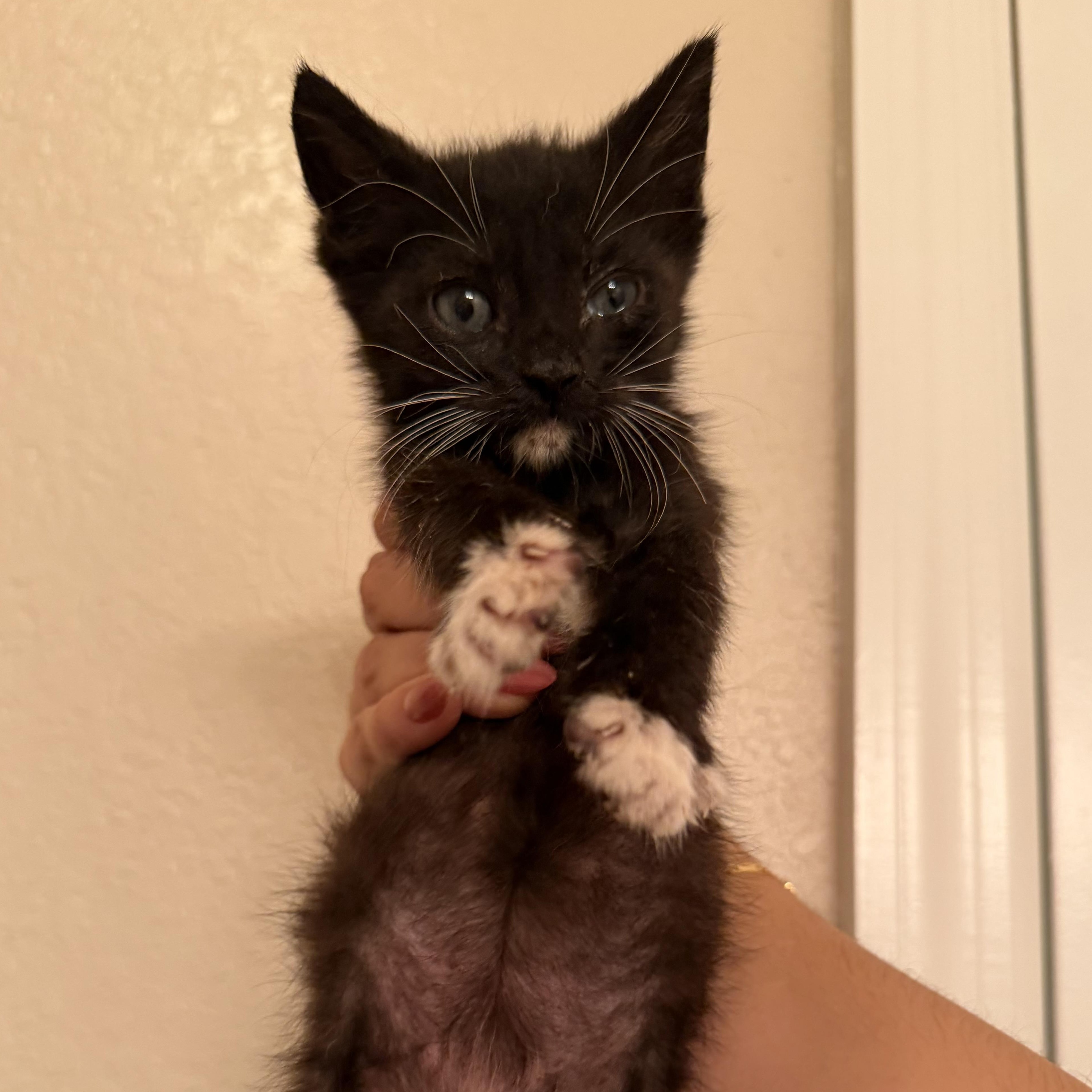 Enlarge Bugs, a Adoptable Domestic Short Hair in jacksonville, FL image 3/4