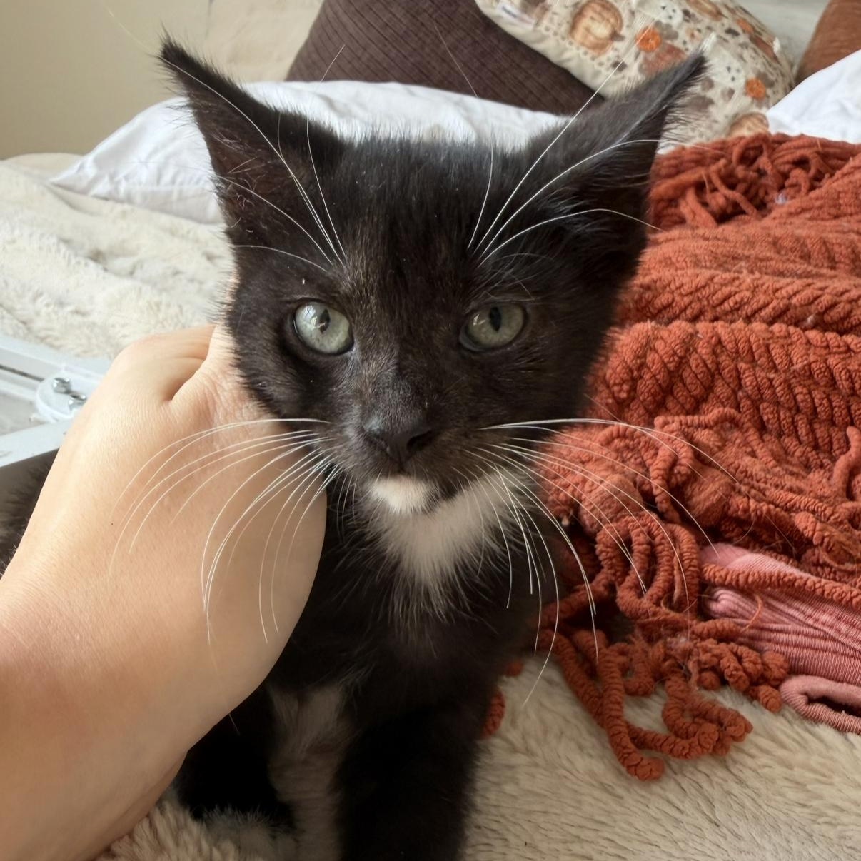 Enlarge Bugs, a Adoptable Domestic Short Hair in jacksonville, FL image 2/4