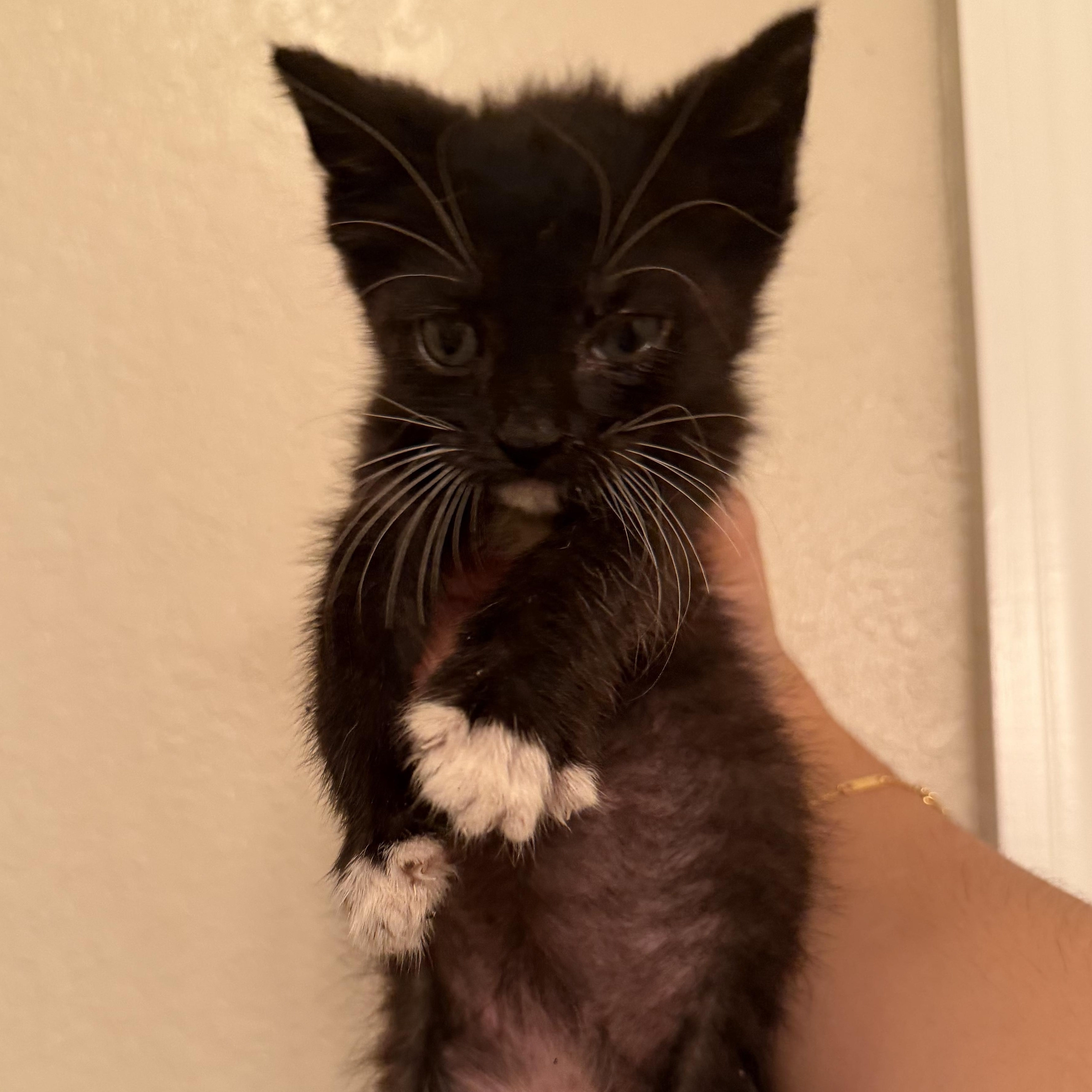Enlarge Bugs, a Adoptable Domestic Short Hair in jacksonville, FL image 4/4