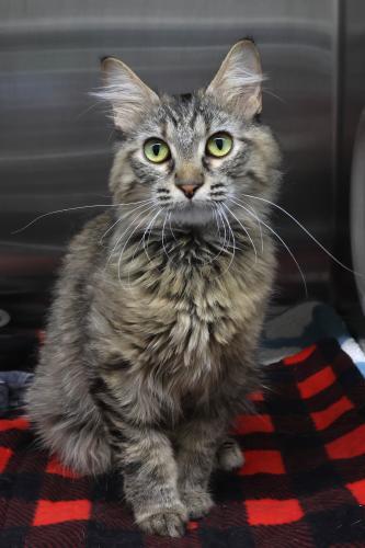 Lala, Adoptable, Adult Female Domestic Medium Hair.
