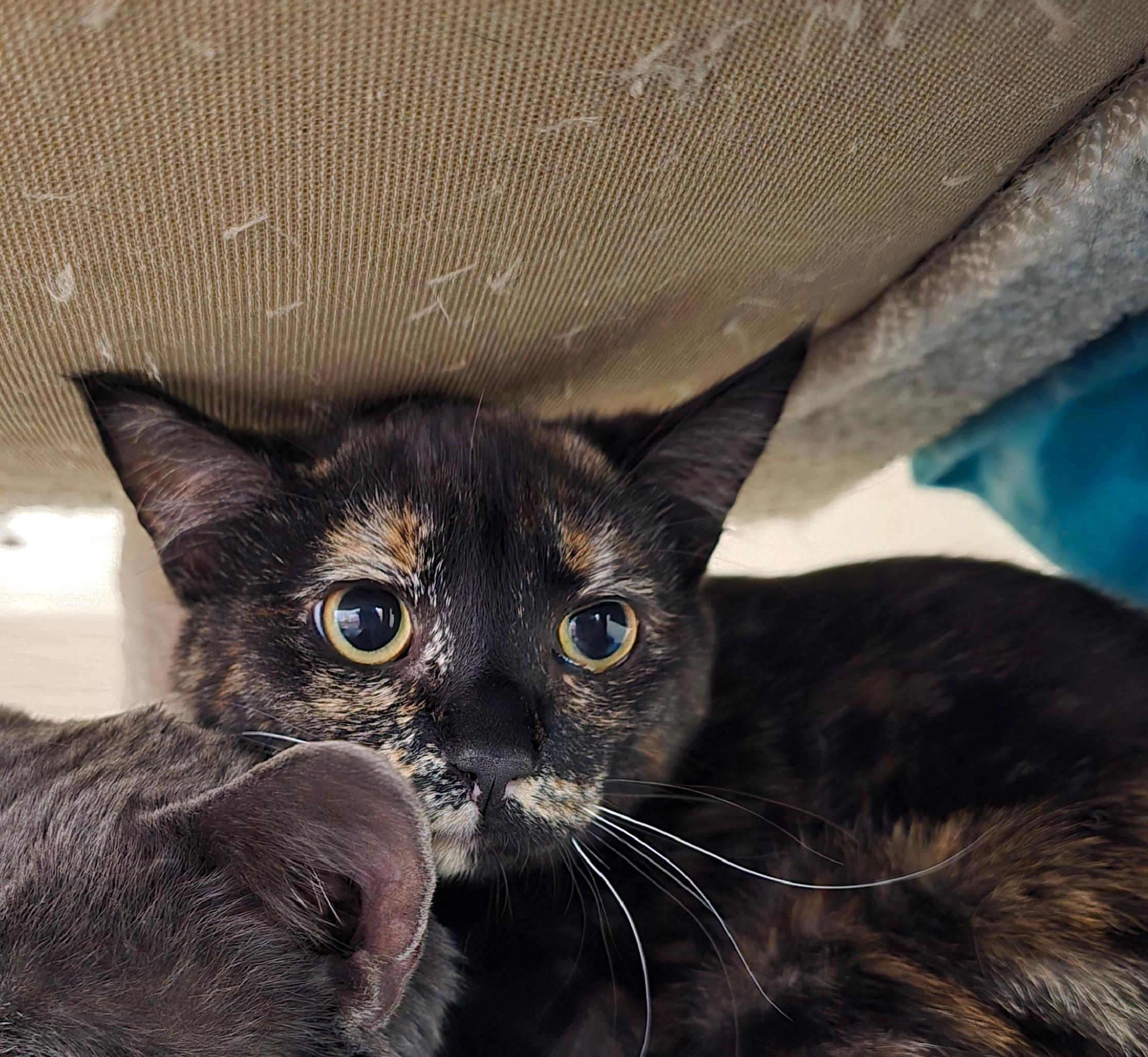 Enlarge Tutti, a ADOPTABLE Domestic Short Hair in Prineville, OR image 1/1