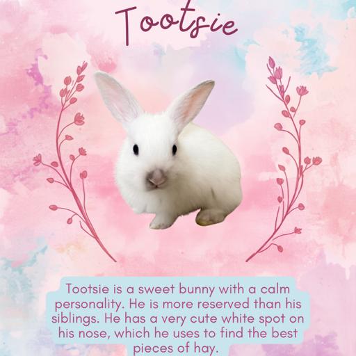Tootsie, a Adoptable American in Winston-Salem, NC image 1/3