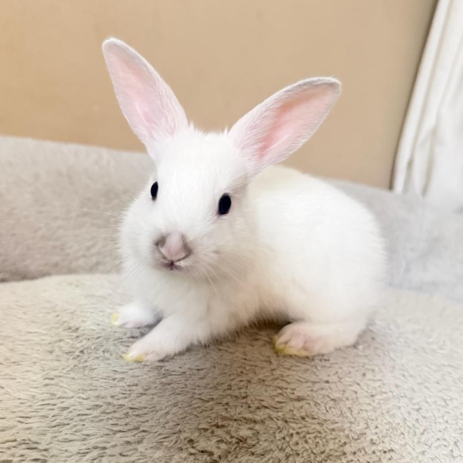 Tootsie, a Adoptable American in Winston-Salem, NC image 2/3