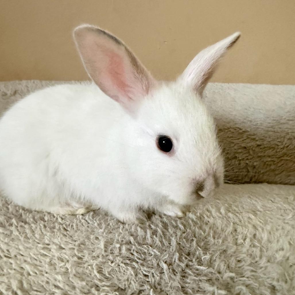 Tootsie, a Adoptable American in Winston-Salem, NC image 3/3